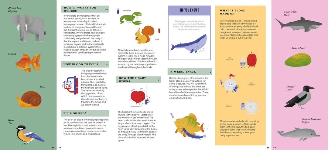 Foldout Anatomy (Interactive Children's Book) - Pretty by Her - handmade locally in Cambridge, Ontario