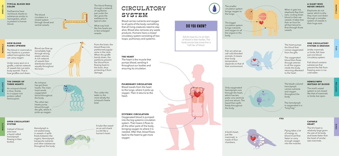 Foldout Anatomy (Interactive Children's Book) - Pretty by Her - handmade locally in Cambridge, Ontario