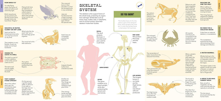 Foldout Anatomy (Interactive Children's Book) - Pretty by Her - handmade locally in Cambridge, Ontario