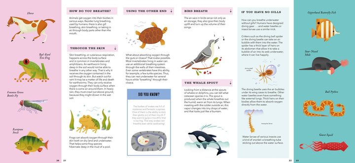 Foldout Anatomy (Interactive Children's Book) - Pretty by Her - handmade locally in Cambridge, Ontario