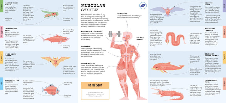 Foldout Anatomy (Interactive Children's Book) - Pretty by Her - handmade locally in Cambridge, Ontario