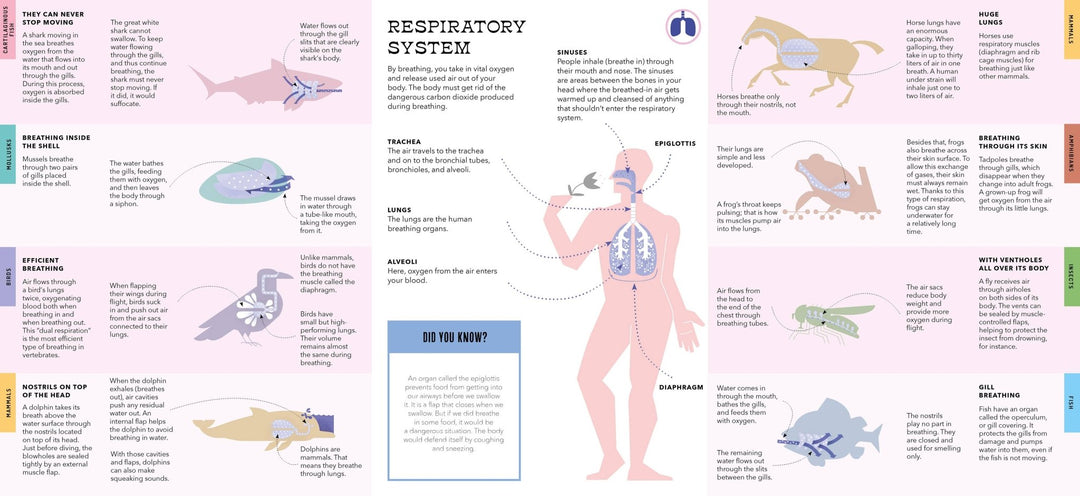 Foldout Anatomy (Interactive Children's Book) - Pretty by Her - handmade locally in Cambridge, Ontario